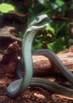 pic for Black mamba snake